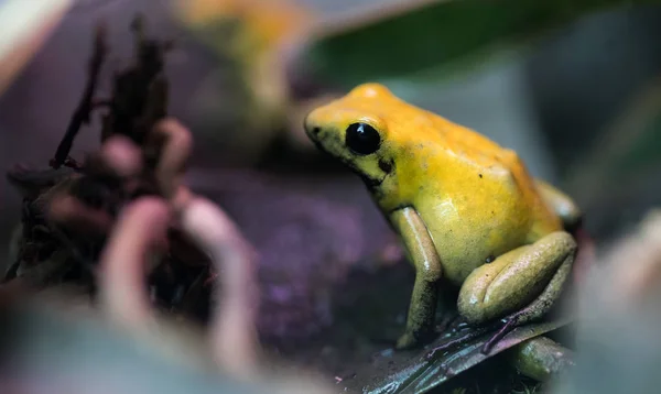 Grenouille Empoisonnée Animal Très Toxique Avec Avertissement Couleurs Jaunes — Photo