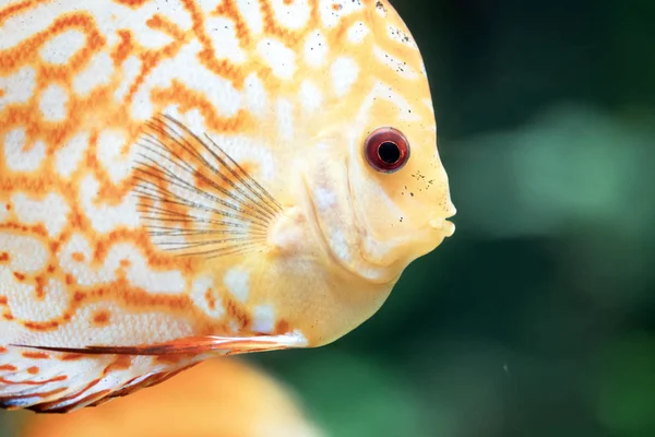 Barevné Dis Symphysodon Aequifasciatus Diskuse Jsou Jedny Nejkrásnějších Tropických Ryb — Stock fotografie