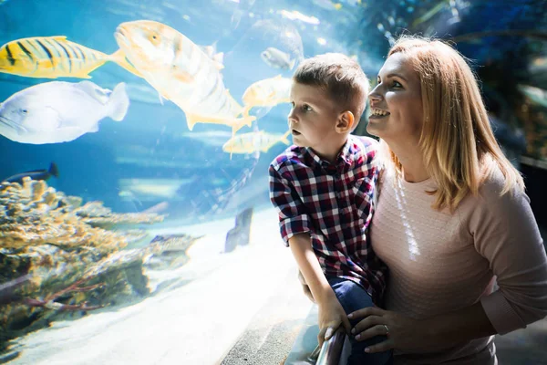 Schattig Gelukkige Familie Vissentank Het Aquarium Kijken — Stockfoto