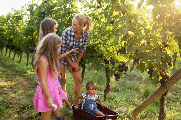 Keluarga Winemaker Bahagia Bersama Kebun Anggur Sebelum Memanen — Stok Foto