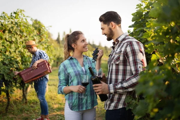 Şarap üreticileri üzüm bağlarında üzüm topluyor.