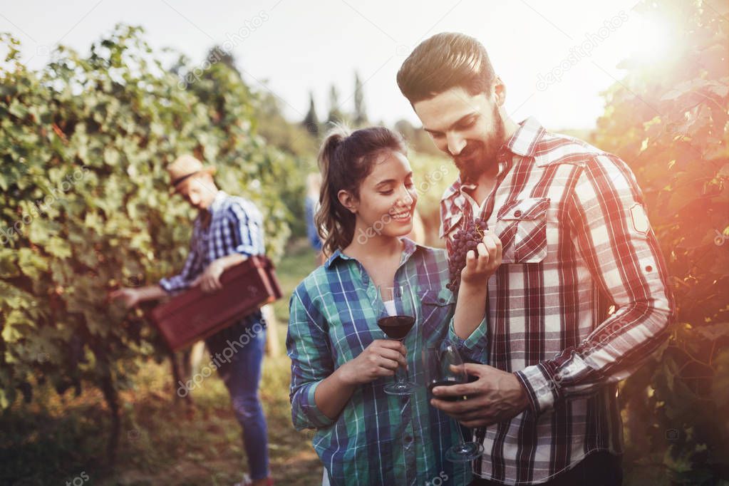 Winegrowers harvesting grapes in vineyard