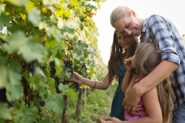 Happy Keluarga Petani Anggur Kebun Anggur Sebelum Panen — Stok Foto