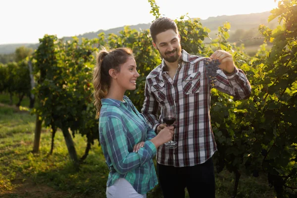 Vinodlare som skördar druvor i vingården — Stockfoto