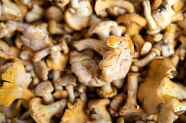 Orman yenilebilir organik taze mantar resmi oluşturan kapatın