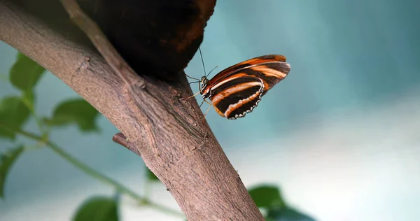 Imagen Hermosa Mariposa Colorida Pie Pacíficamente Árbol — Foto de Stock