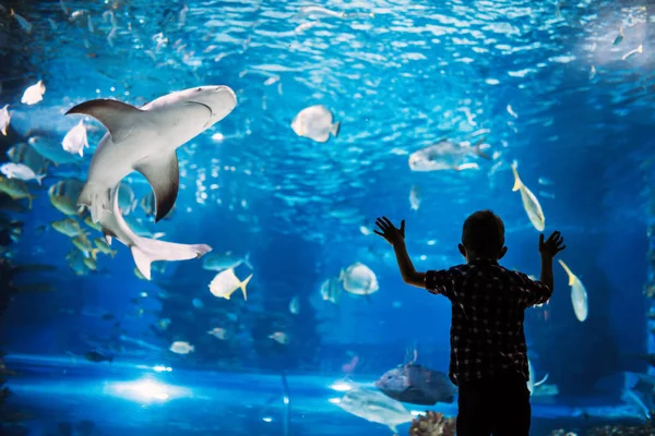 Ernstige Jongen Zoek Aquarium Met Tropische Vissen Ocenarium — Stockfoto