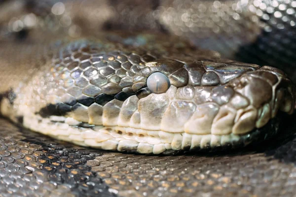 Vista Lateral Frontal Cabeza Serpiente —  Fotos de Stock