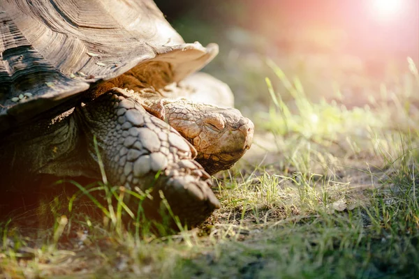Açık havada ormandaki yerde sürünerek kaplumbağa