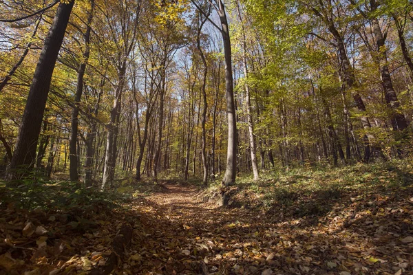 Изображение Лесной Тропы Дневном Свете Покрытой Листьями — стоковое фото