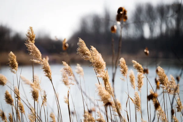 Image Plantes Nature Face Lac Bleu — Photo