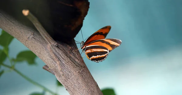 Imagen Hermosa Mariposa Colorida Pie Pacíficamente Árbol — Foto de Stock