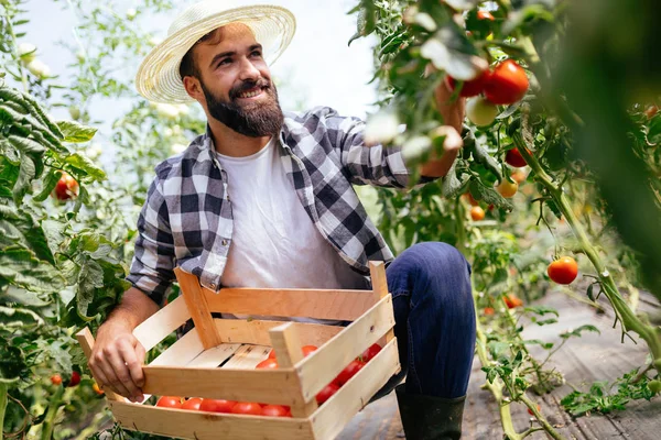 Férfi Csinos Farmer Melegház Kertjében Friss Paradicsom Szedés — Stock Fotó