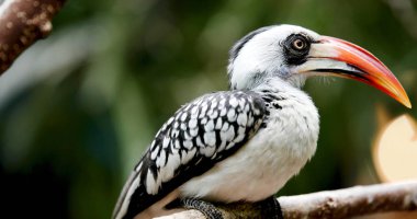 Bir güzel güzel renkli Güney Sarı gagalı Kartallar