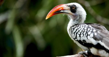 Bir güzel güzel renkli Güney Sarı gagalı Kartallar