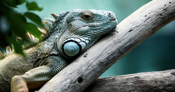 Una Iguana Verde Pie Sobre Una Rama — Foto de Stock