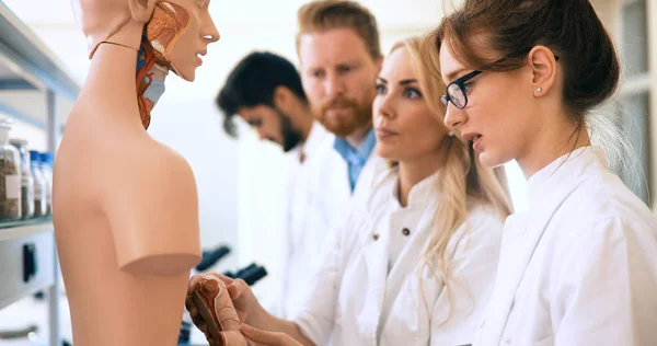 Students of medicine examining anatomical model