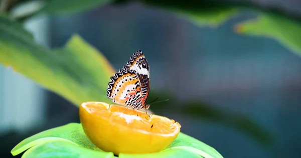 Imagen Hermosa Mariposa Colorida Que Está Pacíficamente Limón — Foto de Stock