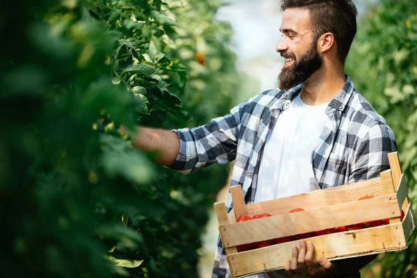 Masculino Bonito Agricultor Escolher Fresco Tomates Partir Seu Hothouse Jardim — Fotografia de Stock