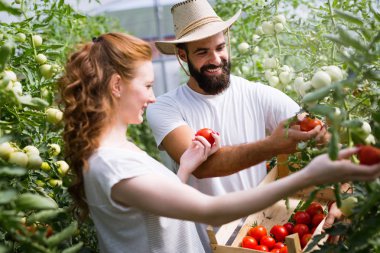 Serada çalışan mutlu çiftçiler.