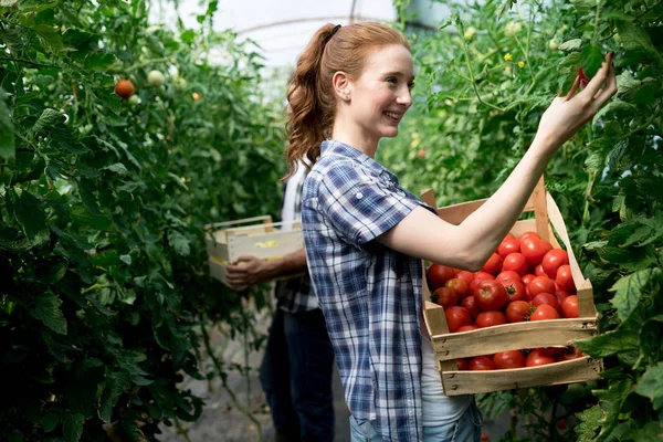 Attractive Happy Female Farmer Working His Greenhouse — Stock Photo, Image