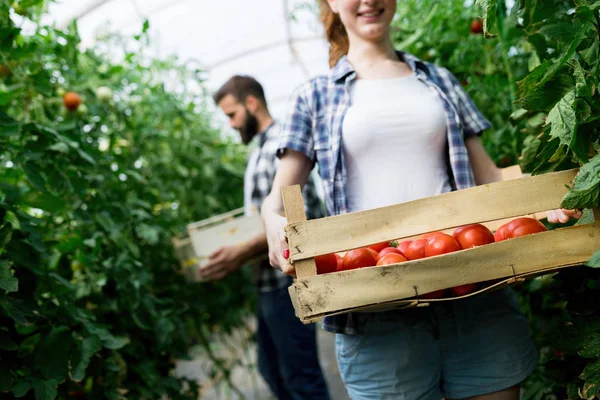 Junge Lächelnde Landarbeiterin Und Mann Bei Der Tomatenernte Gewächshaus — Stockfoto