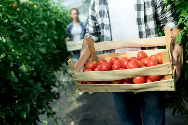 Joven Sonriente Mujer Agricultura Hombre Trabajador Trabajando Cosecha Tomates Invernadero — Foto de Stock