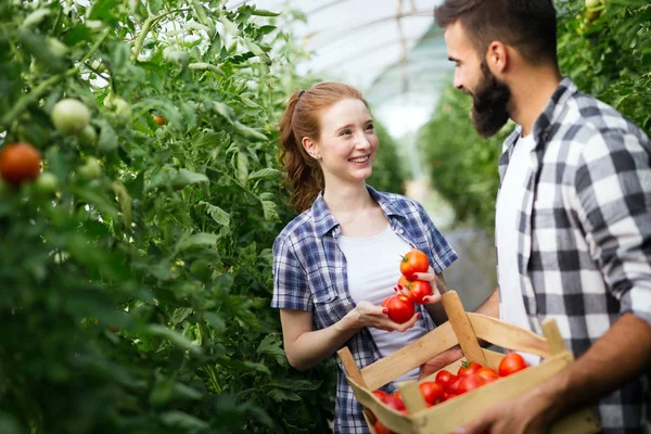Jeune Couple Cultivant Des Légumes Dans Une Serre Moderne — Photo