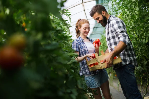 Mulher Homem Coletar Pegar Colheita Tomate Fazenda Estufa — Fotografia de Stock