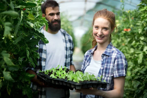 Jonge Gelukkige Paar Boeren Werken Kas — Stockfoto