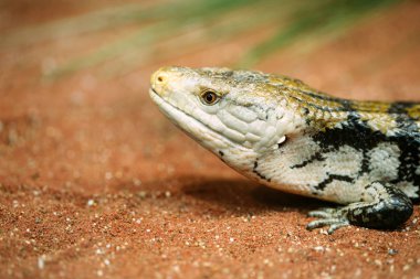 Çok popüler evde beslenen hayvan gecko gecko bir gece aktif kertenkele