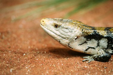Very popular pet gecko, gecko a night active lizard clipart