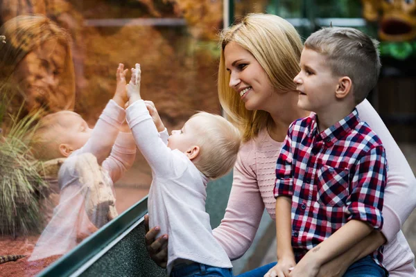 Turisté Rodina Sleduje Hmyzu Teráriu Zoo — Stock fotografie