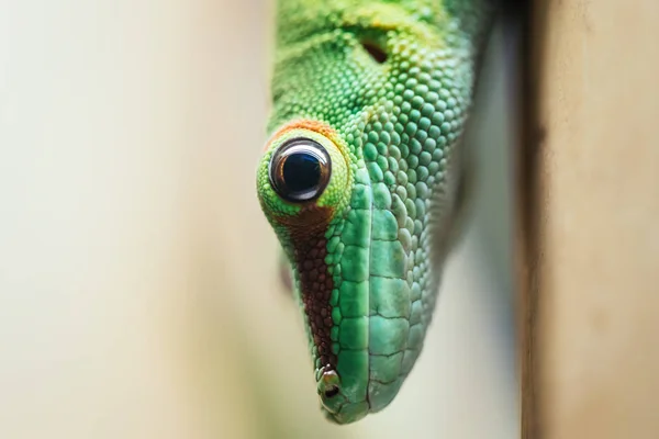 Cerrar Ojo Lagarto Verde Hermosa Macro —  Fotos de Stock