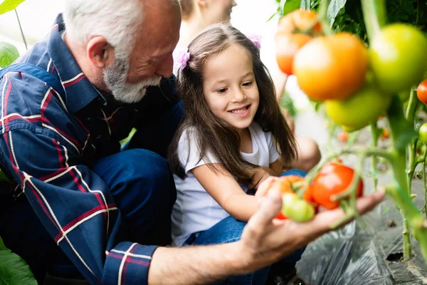 Avô Cultivando Legumes Com Netos Família Fazenda — Fotografia de Stock