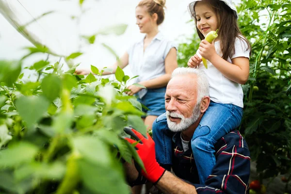 Grand Père Cultivant Des Légumes Avec Ses Petits Enfants Famille — Photo