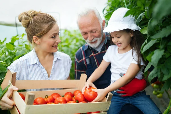 Grootvader Die Groenten Verbouwt Met Kleinkinderen Familie Boerderij — Stockfoto