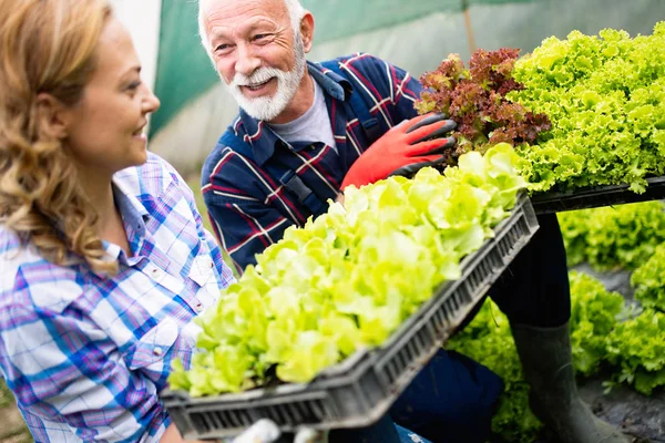 Grandfather Growing Vegetables Grandchildren Family Farm — Stock Photo, Image