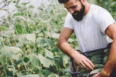 Erkek yakışıklı bir çiftçi onun sera bahçeden taze salatalık toplama