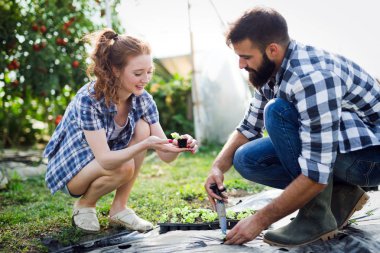 Domates fidesi. Sera içinde büyüyen domates. Genç çift bir sera çalışma