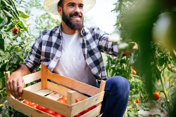 Homme Beau Fermier Cueillant Des Tomates Fraîches Dans Son Jardin — Photo