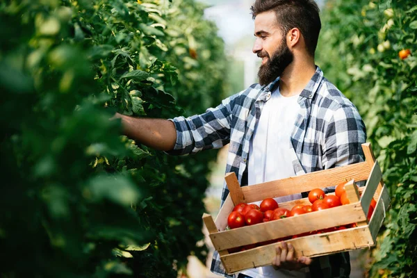 Masculino Bonito Agricultor Escolher Fresco Tomates Partir Seu Hothouse Jardim — Fotografia de Stock