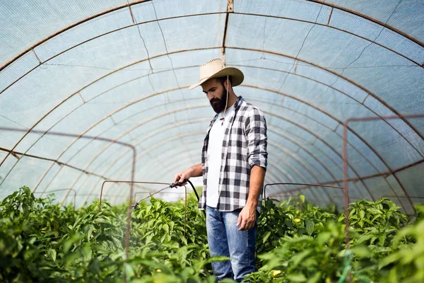 Joven Agricultor Protegiendo Sus Plantas Rociando Con Productos Químicos — Foto de Stock