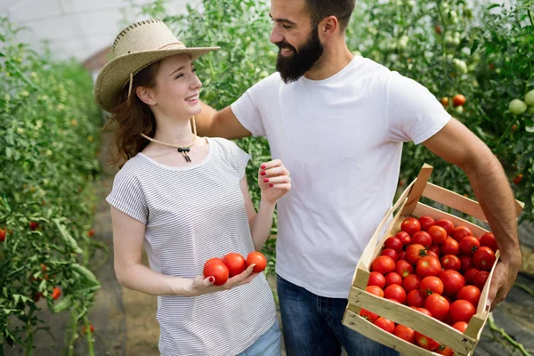 Dos Jóvenes Guapos Trabajando Invernadero — Foto de Stock