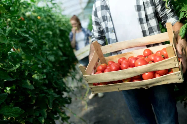 Reife Natürliche Tomaten Die Auf Einem Zweig Gewächshaus Wachsen — Stockfoto