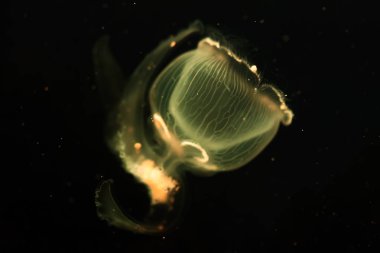 Okyanusta yüzen güzel yeşil denizanası fotoğrafı yakın çekim