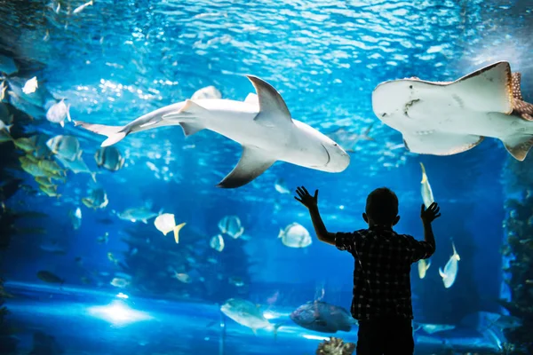 Kleine Jongen Vissen Groot Aquarium Kijken — Stockfoto