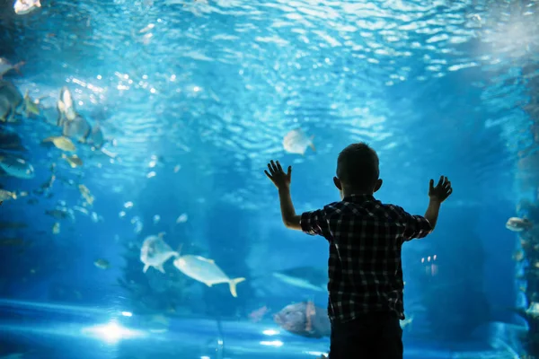 Silhouet Van Een Jonge Jongen Vissen Het Aquarium Kijken — Stockfoto