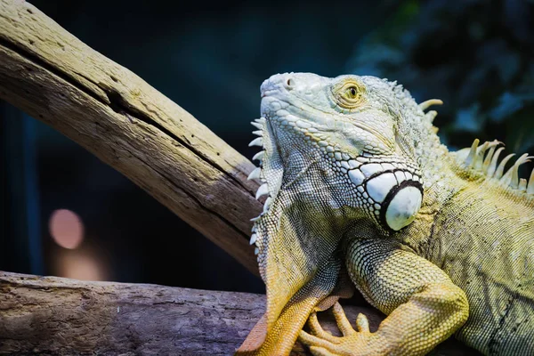 Fechar Belo Iguana Verde Ramo — Fotografia de Stock