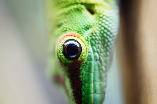 美しい緑のトカゲの目のクローズ アップ — ストック写真